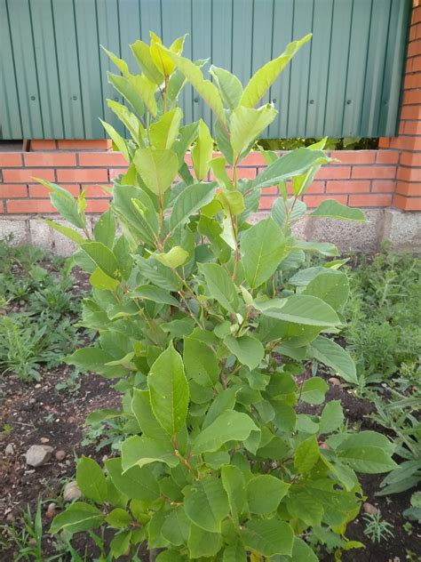 Подскажите, что за дерево — Форум — Ботаничка