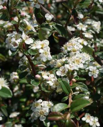 Кизильник Урсинов, Cotoneaster x Ursynow | СадПарад