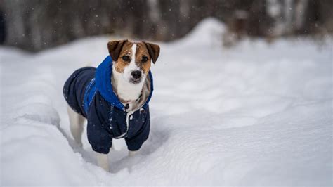 When Is It Too Chilly For Your Furry Friend?