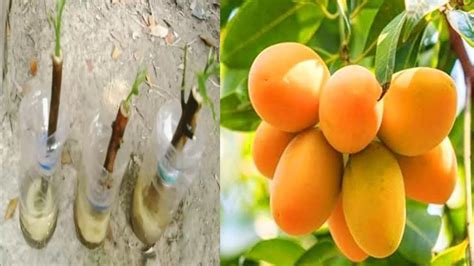 How To Grow Mango Tree From Cutting And Potato Mango Tree Cutting YouTube