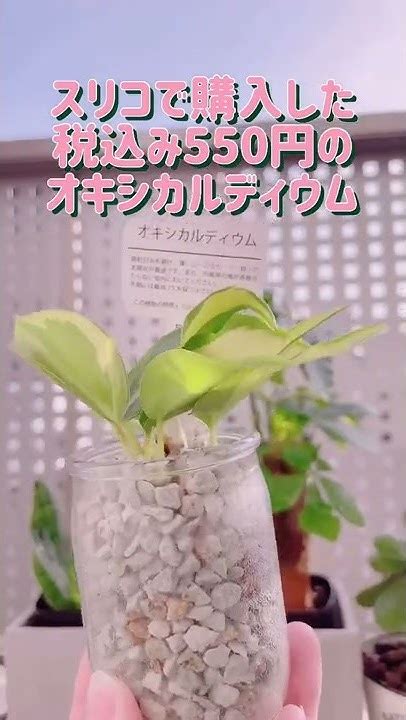 【観葉植物】スリーコインズで新しい観葉植物を購入しました🌿#スリコ#スリーコインズ#3coins #観葉植物#観葉植物初心者 #観葉植物のある ...