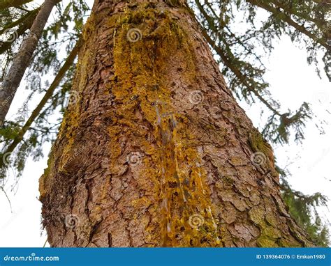 resin   tree stock photo image  drop natural