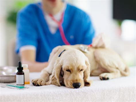 how to check for acl tear in dog