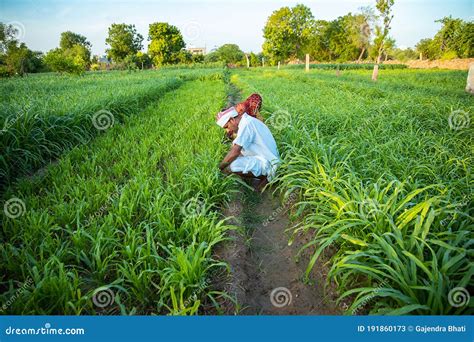 Indian Farmers Working In Green Agriculture Field Man And Woman Works