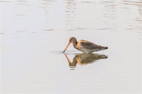 Premium Photo Black Tailed Godwit Limosa Limosa Wader Bird Foraging