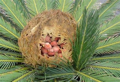 Цикас Семена Фото - Mixyfotos.ru