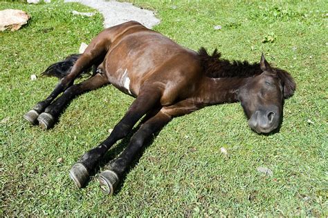 hyperkalemic periodic paralysis  horses symptoms  diagnosis