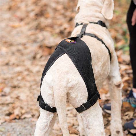 What Causes Back Leg Weakness In Dogs