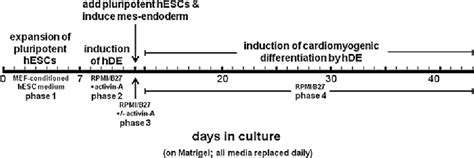 Figure 1 From Induction Of Cardiomyogenesis In Human Embryonic Stem