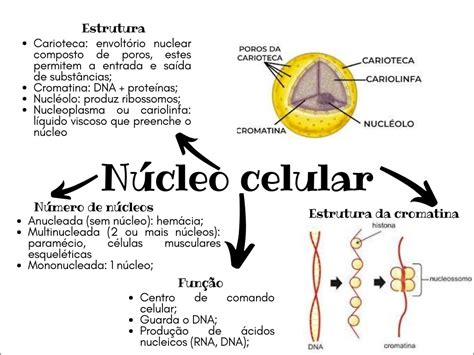 Mapa Mental Nucleo Celular Fdplearn