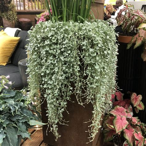 Order Licorice Vine Annuals Online