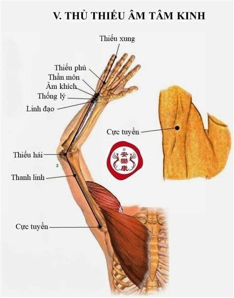 martial arts anatomy temple anatomy massage diagram yoga