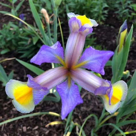 beautiful blooming irises  full sun garden  england garden