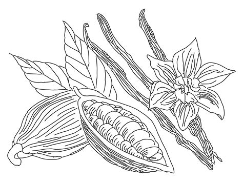 drawing of tobacco plant 4