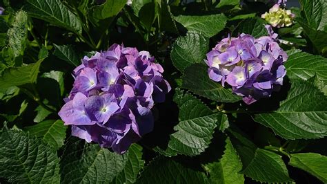 Hydrangea Flowers Natural Free Photo On Pixabay Pixabay