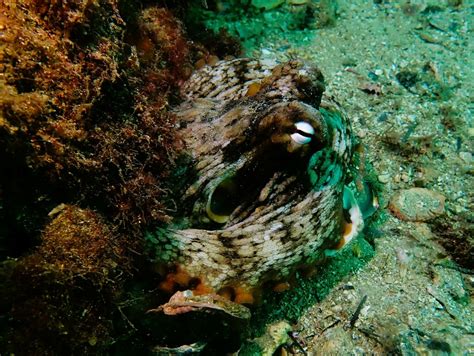 Common Sydney Octopus From Sydney Nsw Australia On May At