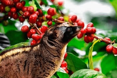 O Café Mais Caro Do Mundo - DESCUBRA A VERDADE POR TRÁS DO KOPI LUWAK, O CAFÉ MAIS CARO DO MUNDO ...