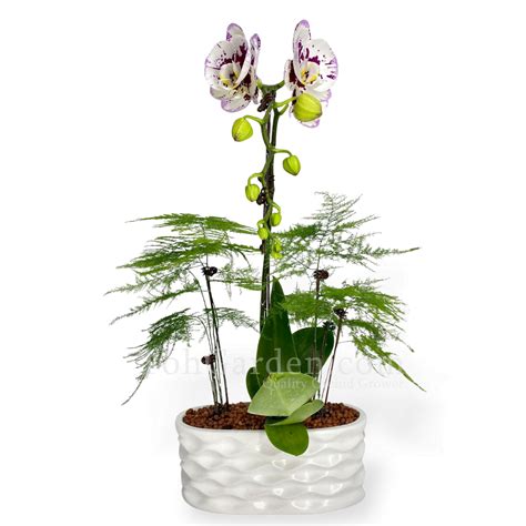 Phalaenopsis Asparagus Fern Arrangement Toh Garden Singapore Orchid