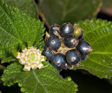What Makes Lantana Stopped Blooming at Clifford Bloss blog