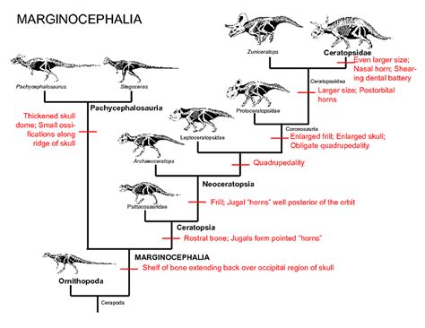 Evolution How Is The First Triceratops Born