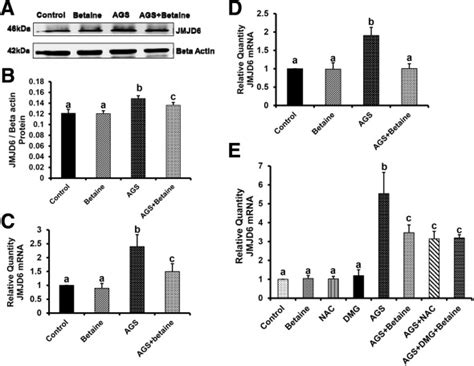 Demethylase Jmjd6 As A New Regulator Of Interferon Signaling Effects