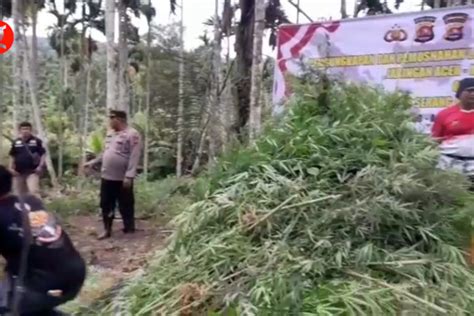 Ladang Ganja Seluas Hektare Di Aceh Utara Dimusnahkan Antara News