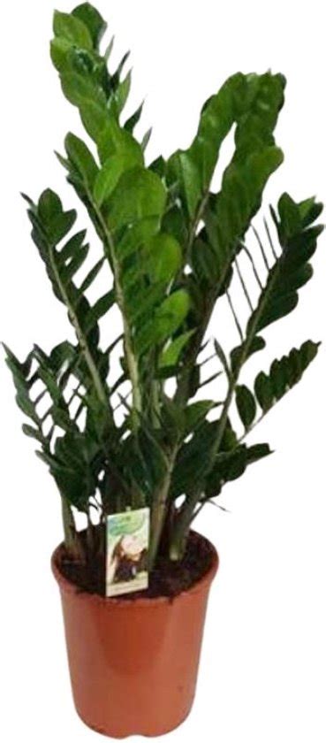 Zz Plant Zamioculcas Zamiifolia Zamioculcas Zamiifolia Hoogte