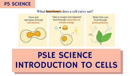 Psle Science Introduction To Cells Tta P5 Science Ep 11 Youtube