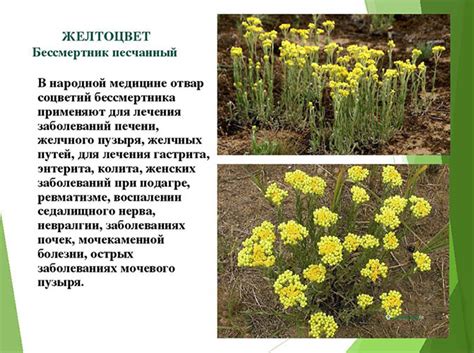 Бессмертник песчаный (Helichrysum) растение. Фото травы, лечебные свойства
