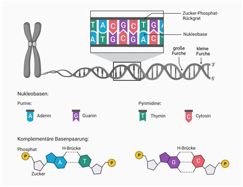 Basenpaarung Doccheck Flexikon