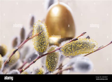 Expanded Buds On Pussy Willow Against White Background Stock Photo Alamy