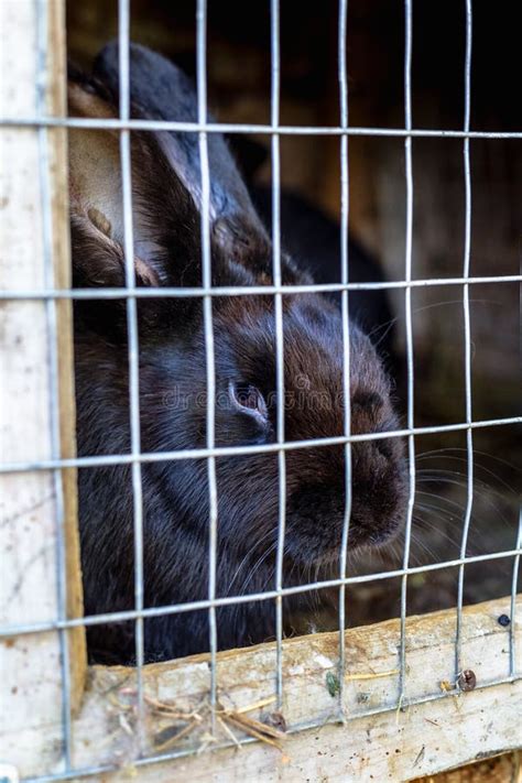 Rabbit In The Cage Breeding Of Domestic Animals Stock Image Image