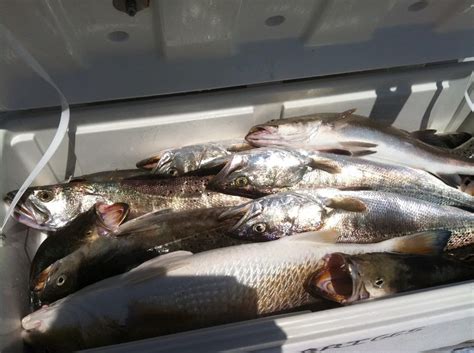 Galveston Bay Fishing Trips Pro Coastal Charters Galveston Texas