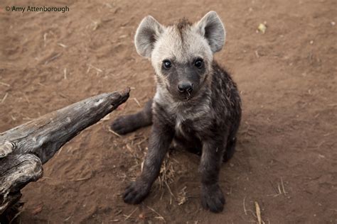 Although hyenas may look like canines to many, they are actually