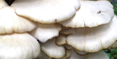 Difference Between Angel Wing And Oyster Mushrooms