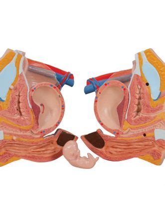 Deluxe Dual Sex Human Muscle Torso Model 31 Part 3B Smart Anatomy SEM Trainers