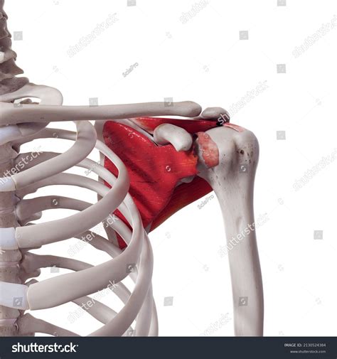 how to heal a torn rotator cuff naturally 8