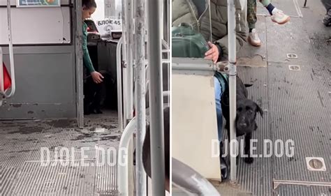 BEOGRAD IMA DUŠU Malo humanosti i topline u tramvaju ZA POKISLOG PSIĆA