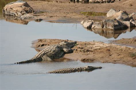 Nile Crocodile Basking In The Sun Stock Photo Image Of Park River