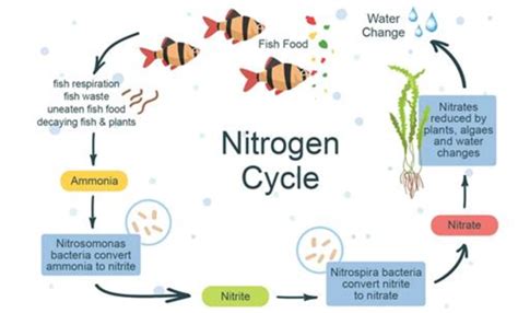 Figure A1 1 The Nitrogen Cycle Download Scientific Diagram