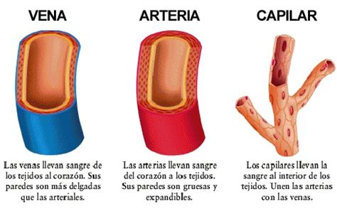 Transporte Aparato CIRCULATORIO Con CIENCIA