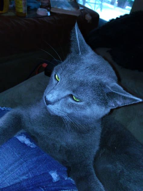 cats stevens father and son 5