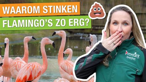 Daarom Zijn Flamingos Roze And Dit Is Waarom Zij Stinken 😱🦩