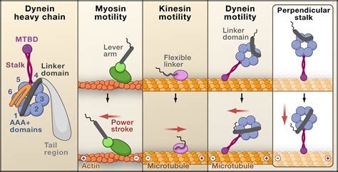 Dynein Swings Into Action Cell