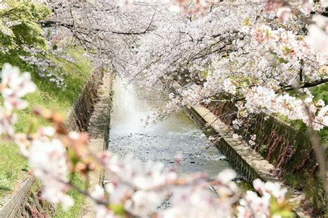 佐奈川堤の桜（桜並木）愛知県豊川市の観光・撮影スポットの名所 東海カメラマップ