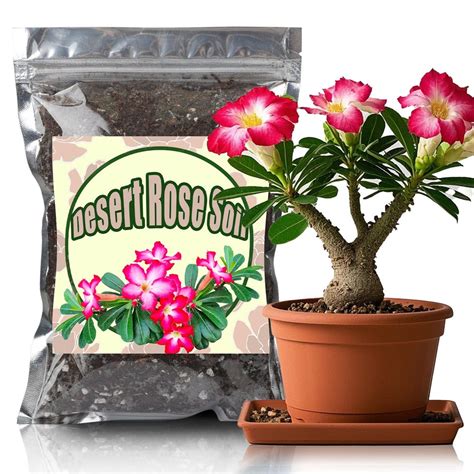 How To Grow And Care For Desert Rose Plants Indoors