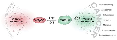 Biomolecules Free Full Text P53s Extended Reach The Mutant P53