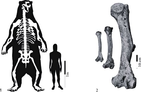 Size comparisons. 1, comparison between the specimen reported here and ...