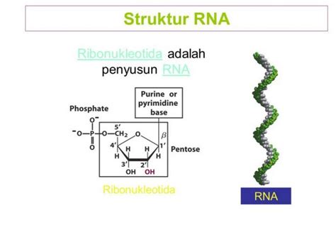 Struktur Rna