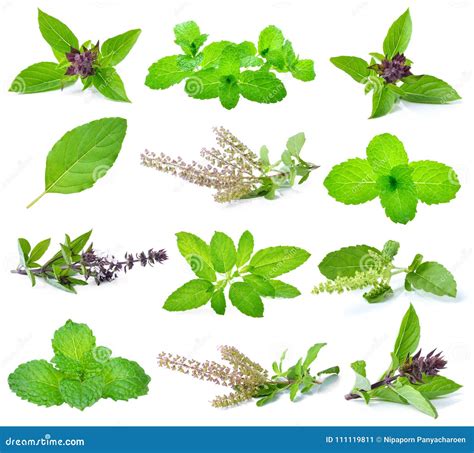 Basil Leaf Vs Mint Leaf at James Jain blog